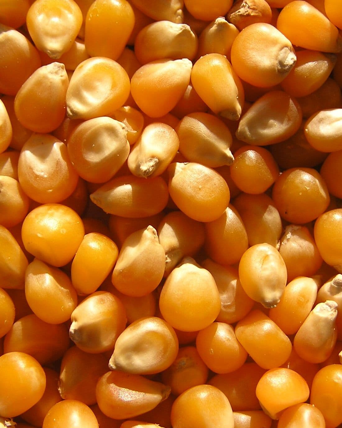 Dried maize kernels.