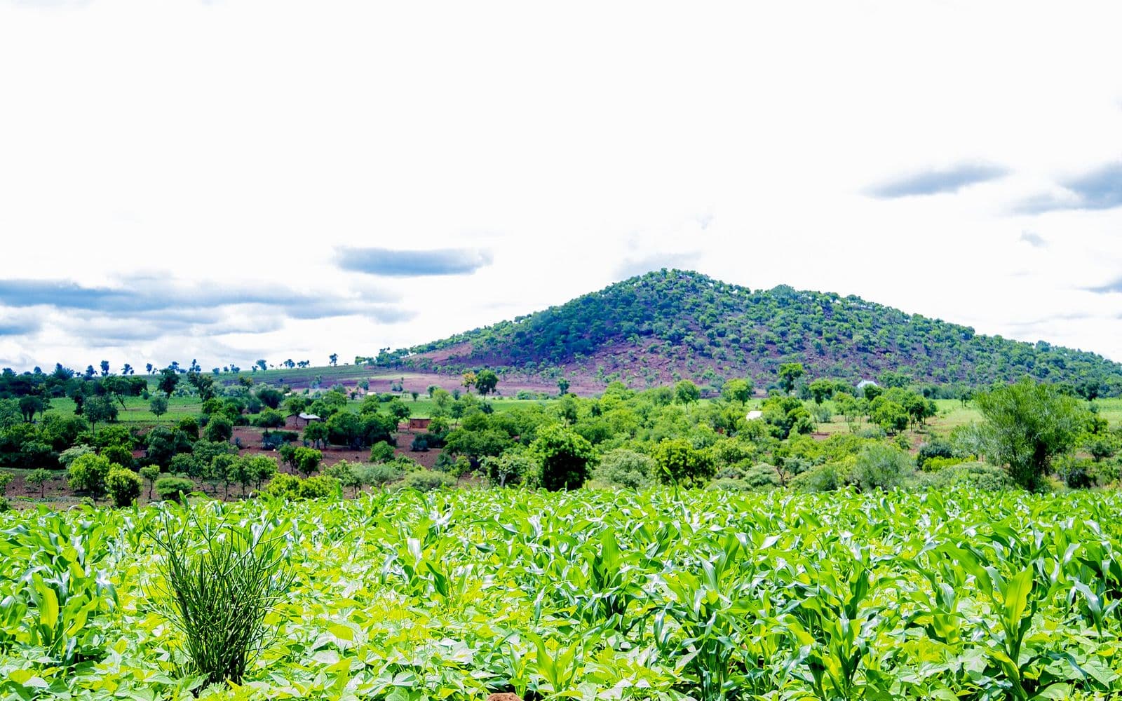 An open agricultural landscape with cultivated fields.