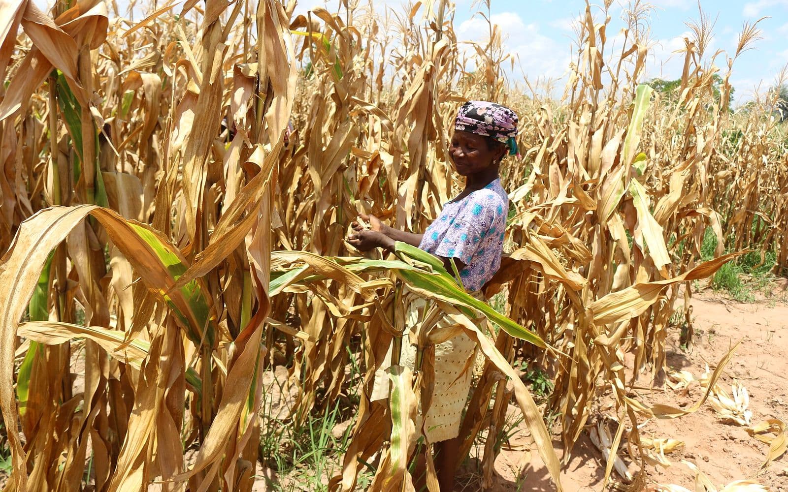 A farmer harvesting a mature maize crop by hand.
