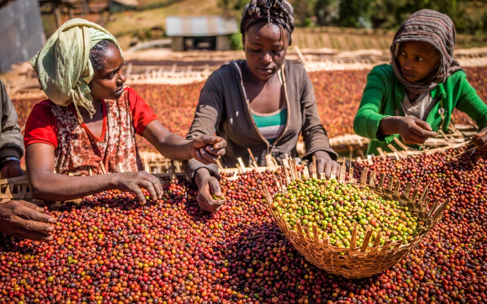 Workers hand-sorting harvested produce on a drying table.